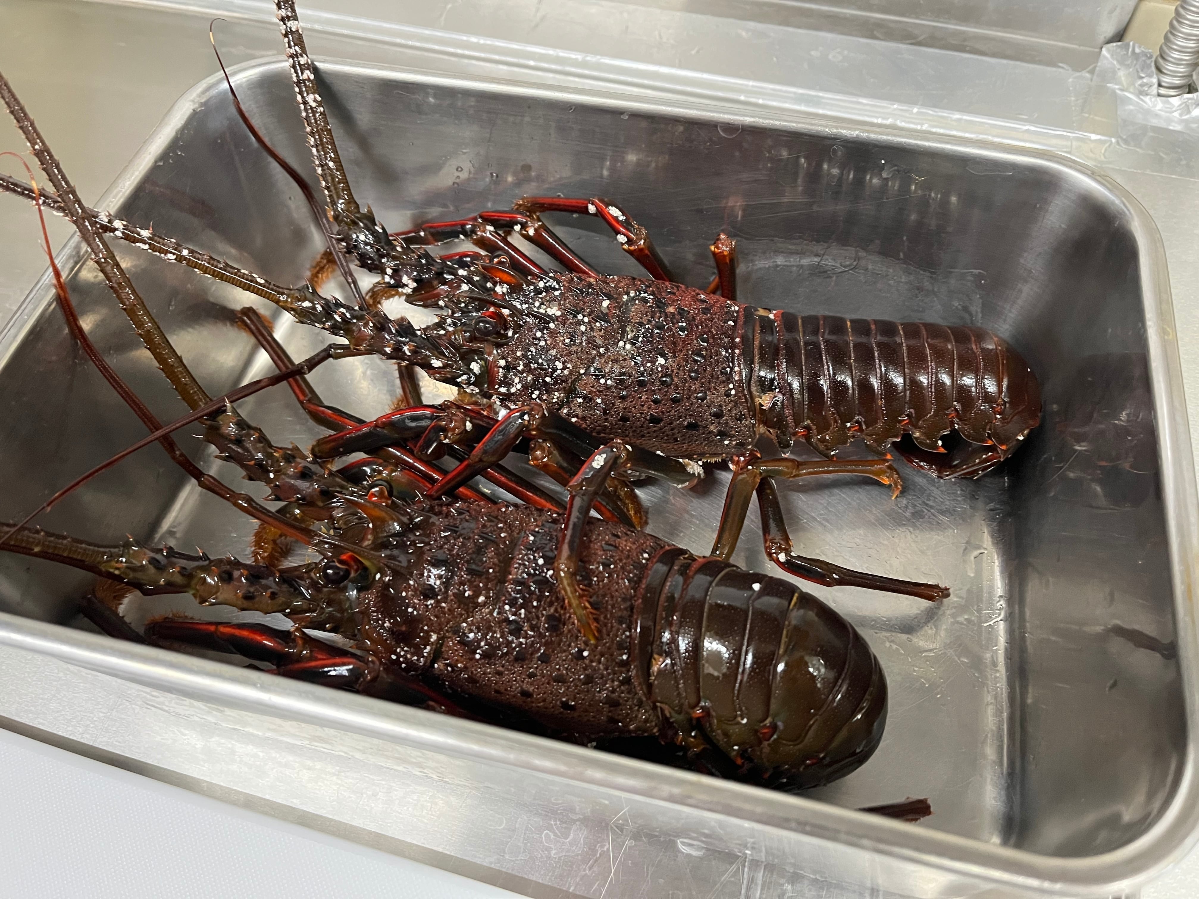 房総の活きた伊勢海老