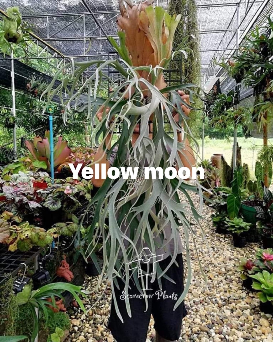 P. veitchii Lisa x P. willinckii Yellow Moon (spores) 【artPLANTs