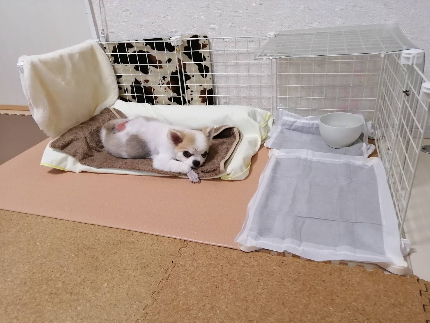 高反発衝撃吸収マット「ムニュ」 | わんにゃーべす