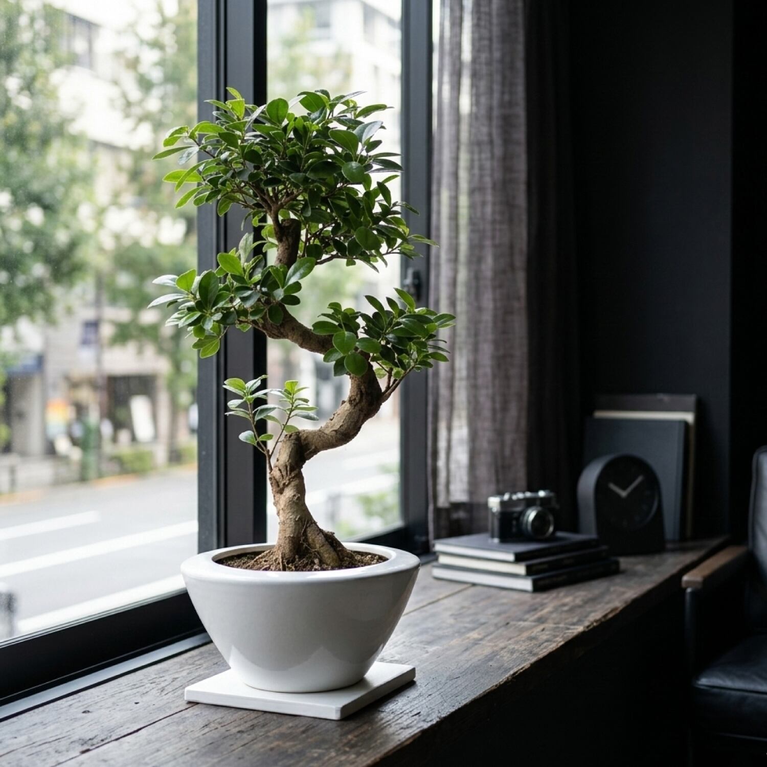 ガジュマル 7号 曲がり仕立て 約80cm 観葉植物 インテリアグリーン