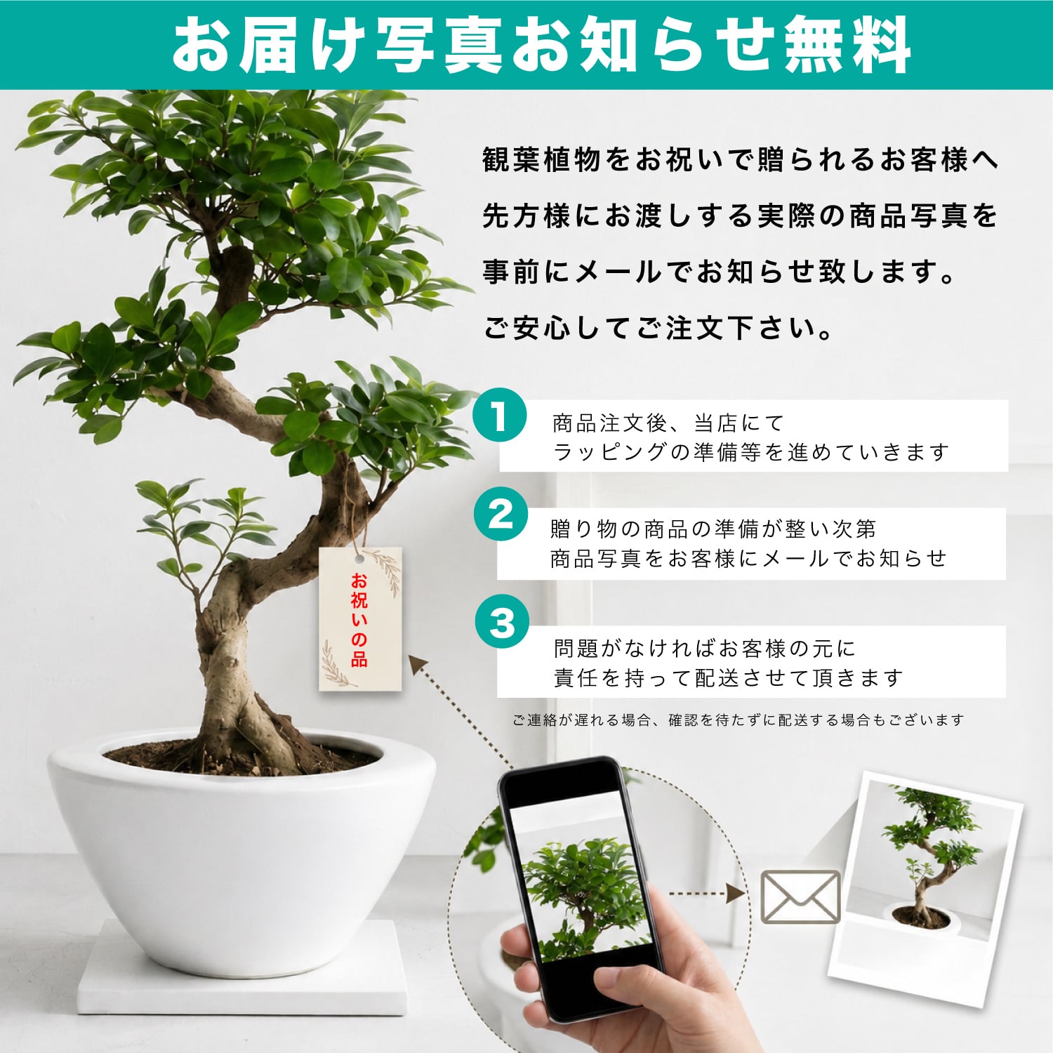 お洒落で珍しい樹形のS字ガジュマル 7号 （高級平鉢陶器