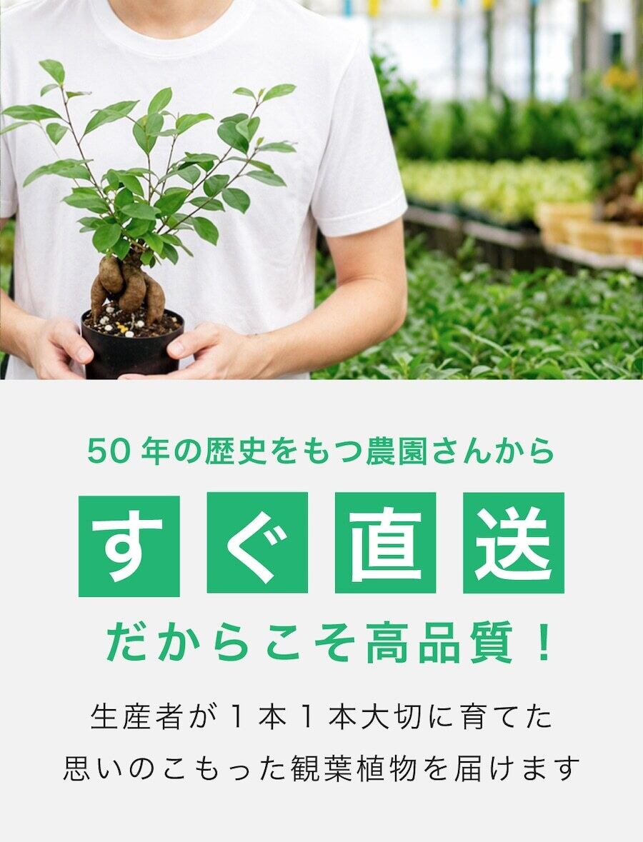 お洒落で珍しい樹形のS字ガジュマル 7号 （高級平鉢陶器