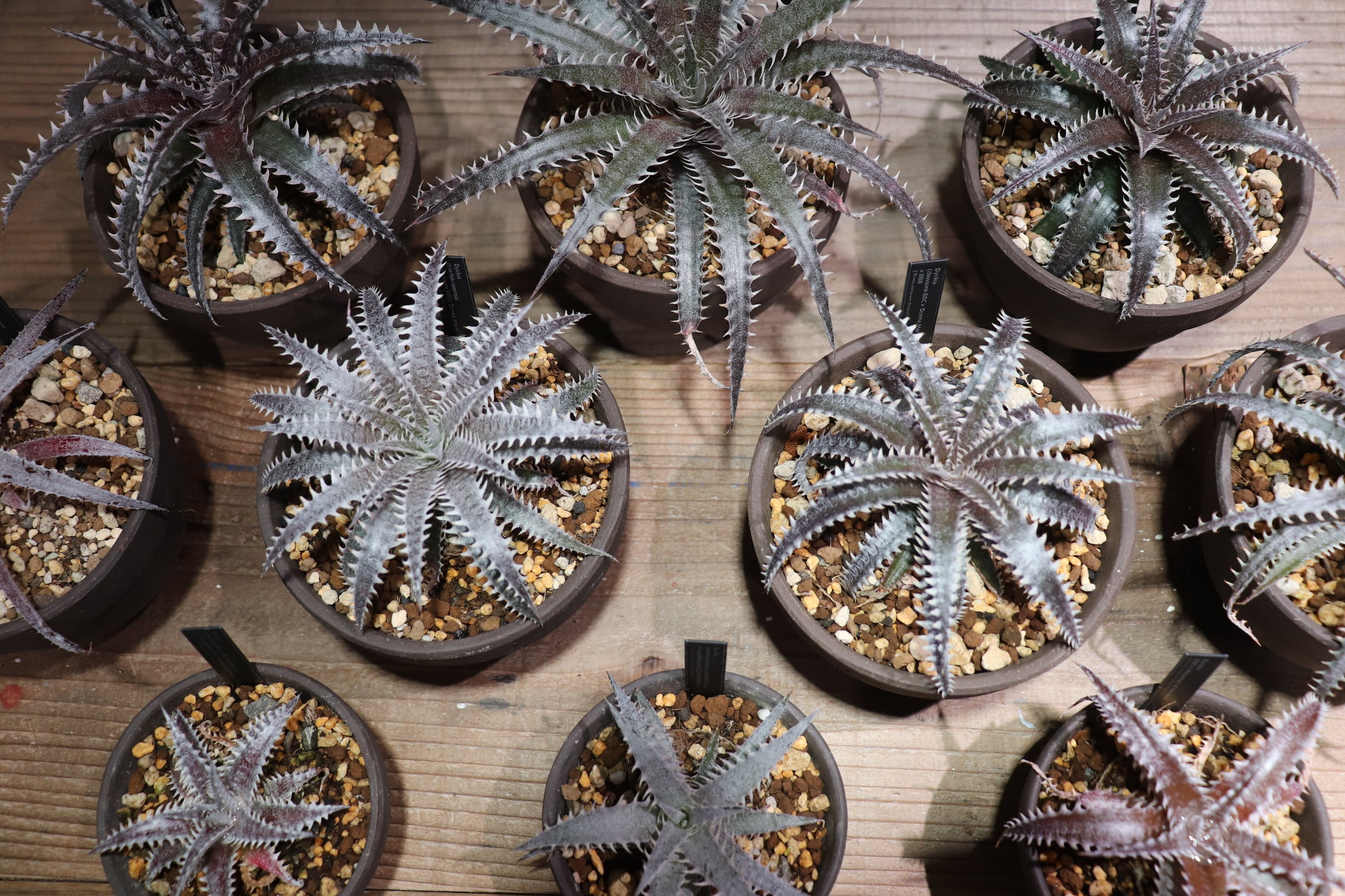 人気 ディッキア ドナ・マリー Dyckia 'Donna Marie' 抜き苗送料無料】domfelicianensis x (dawsonii BBCx 'Donna Marie