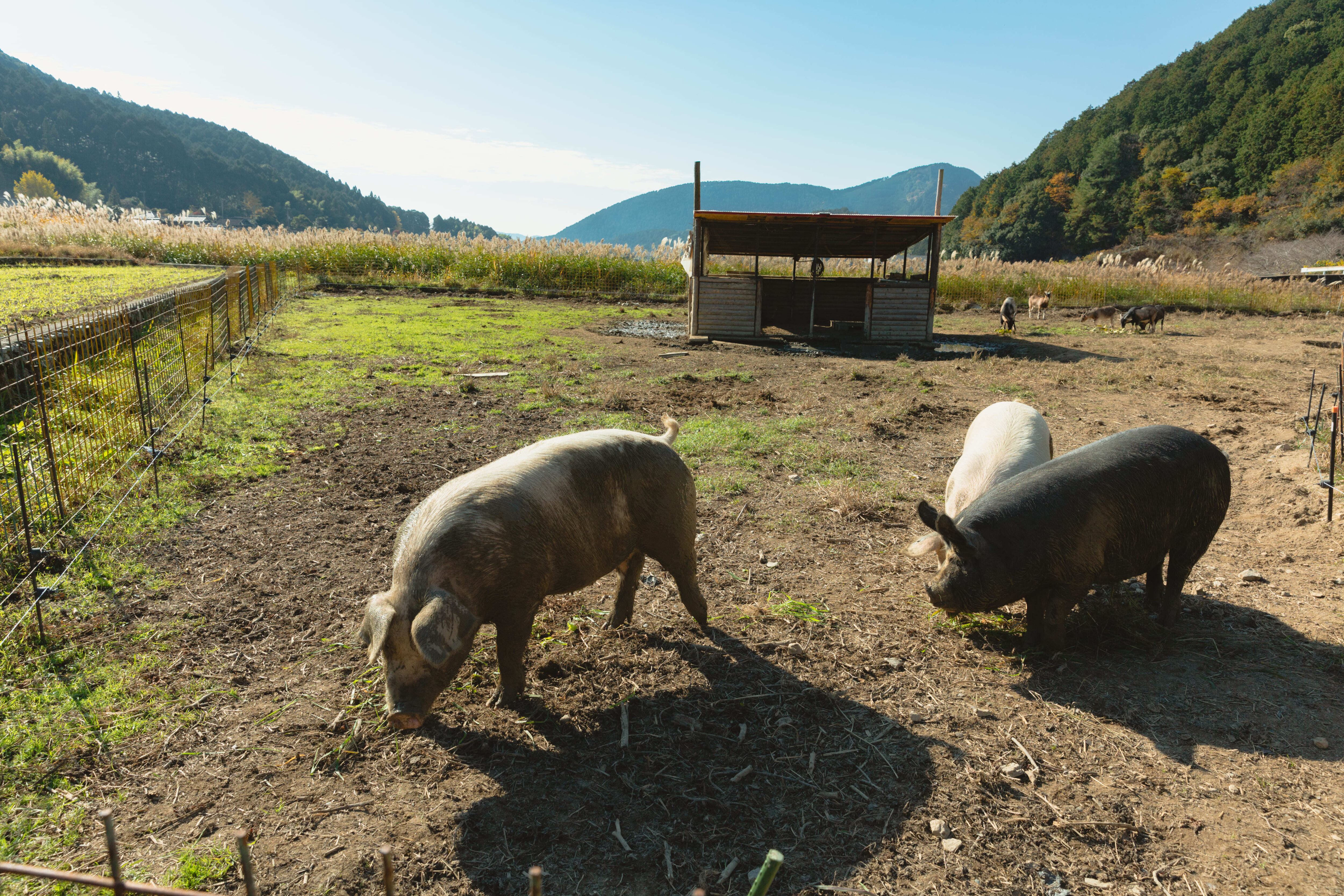 鼻で地面を耕し、土の中のミネラルを摂る