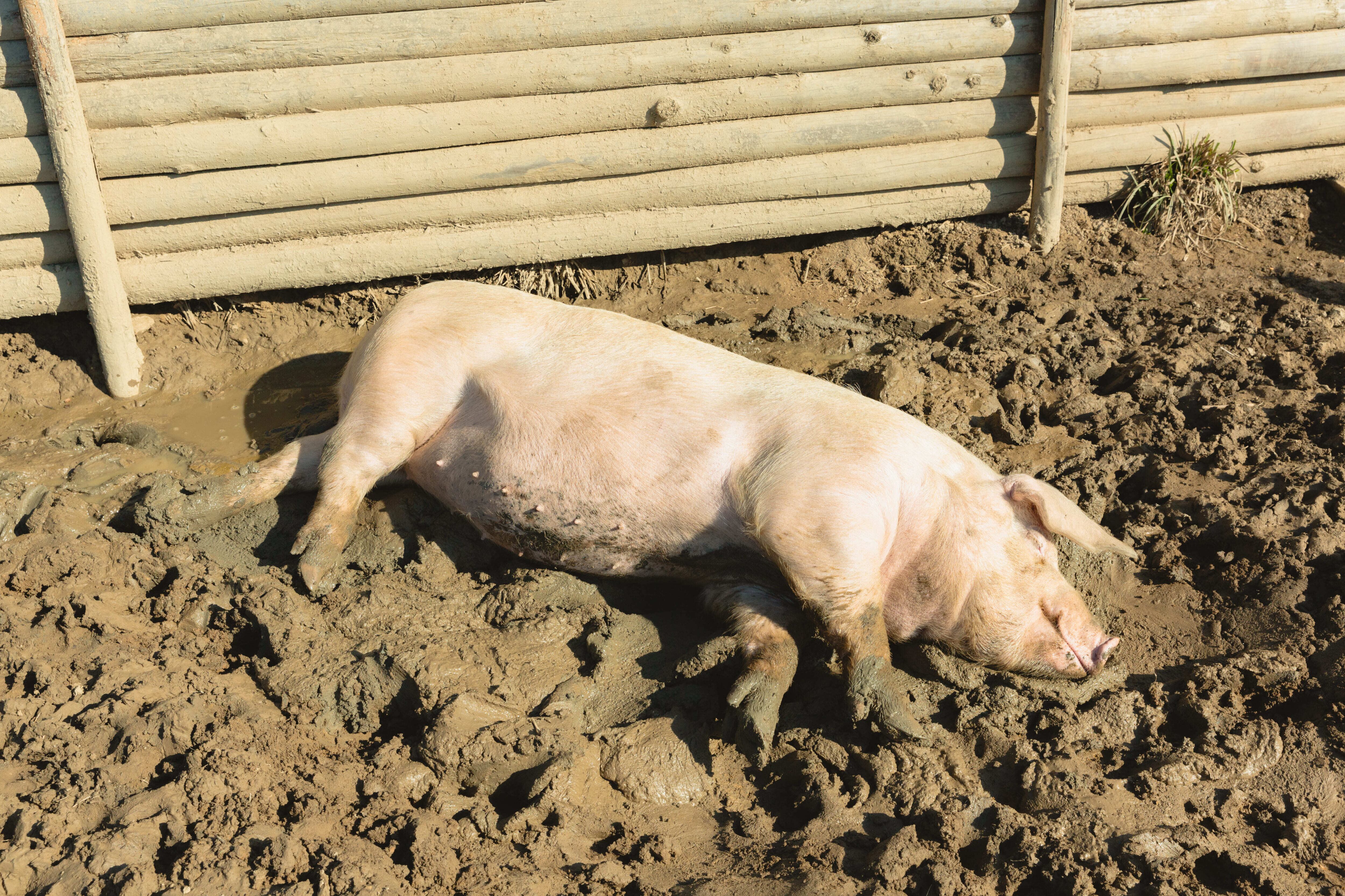 日光浴しながらお昼寝する様子