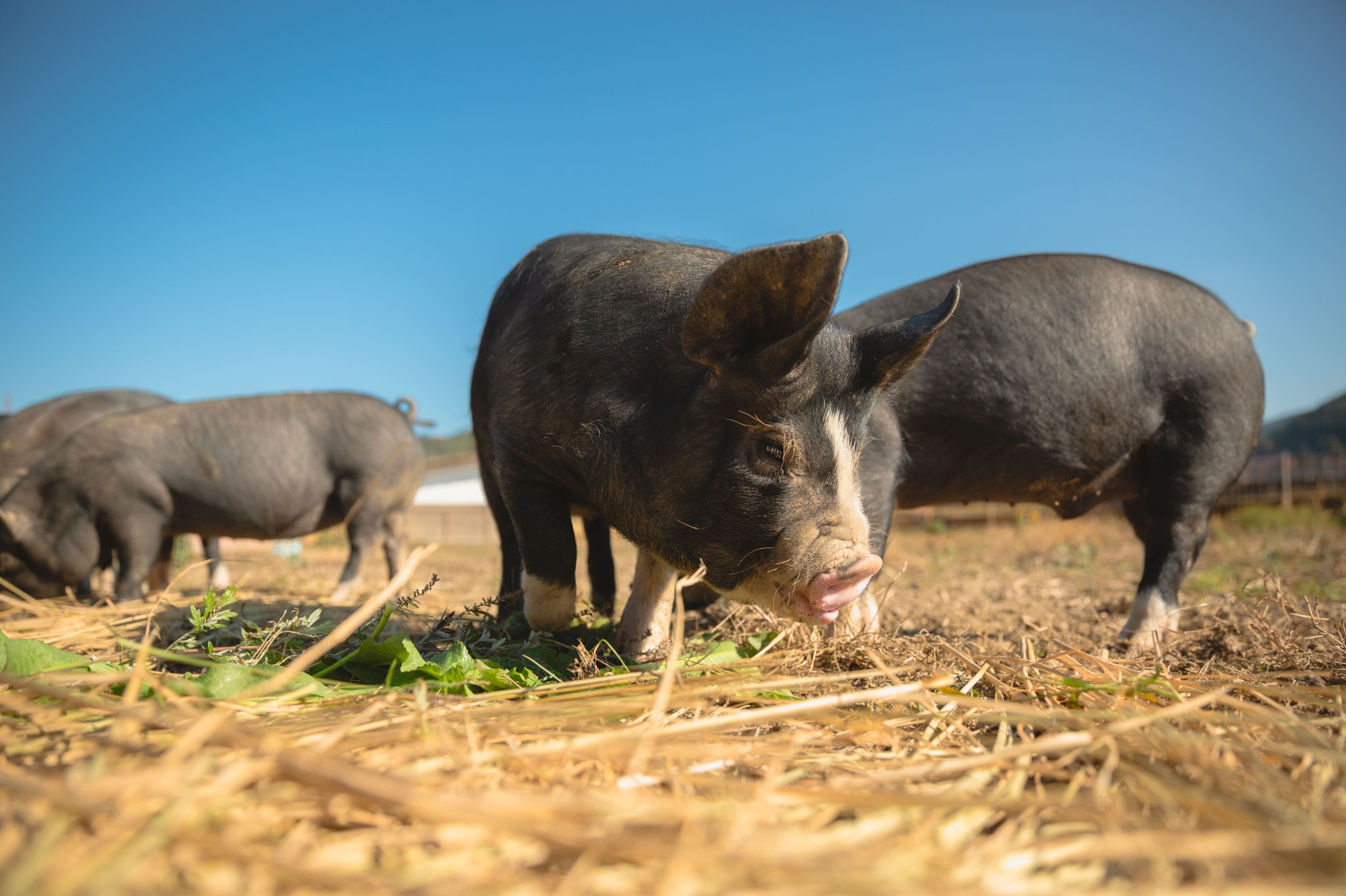 放牧地で自由に駆け回る