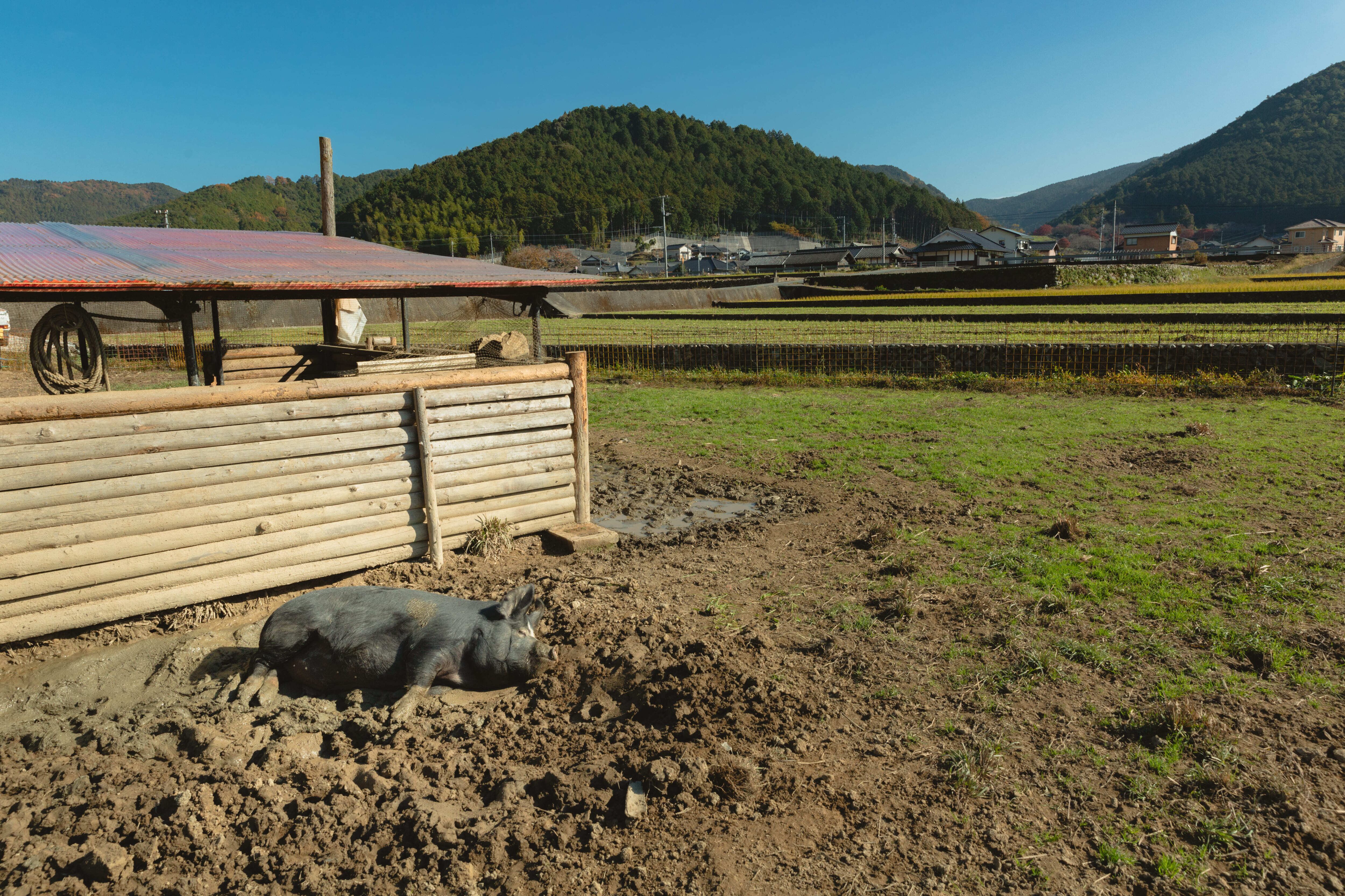 日向ぼっこや泥浴びをして遊ぶ様子