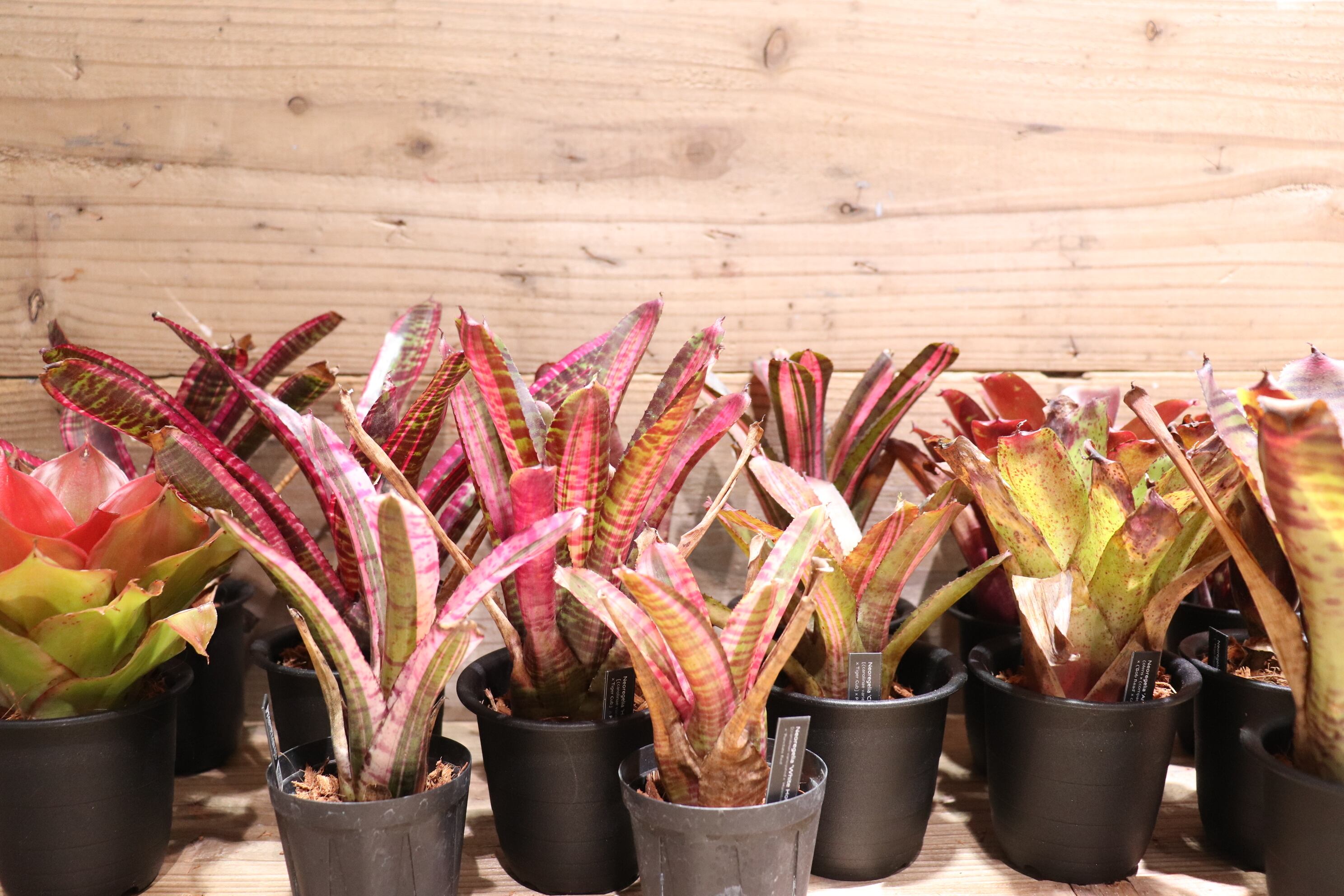 送料無料】Neoregelia 'Star wars'〔ネオレゲリア〕現品発送N0189