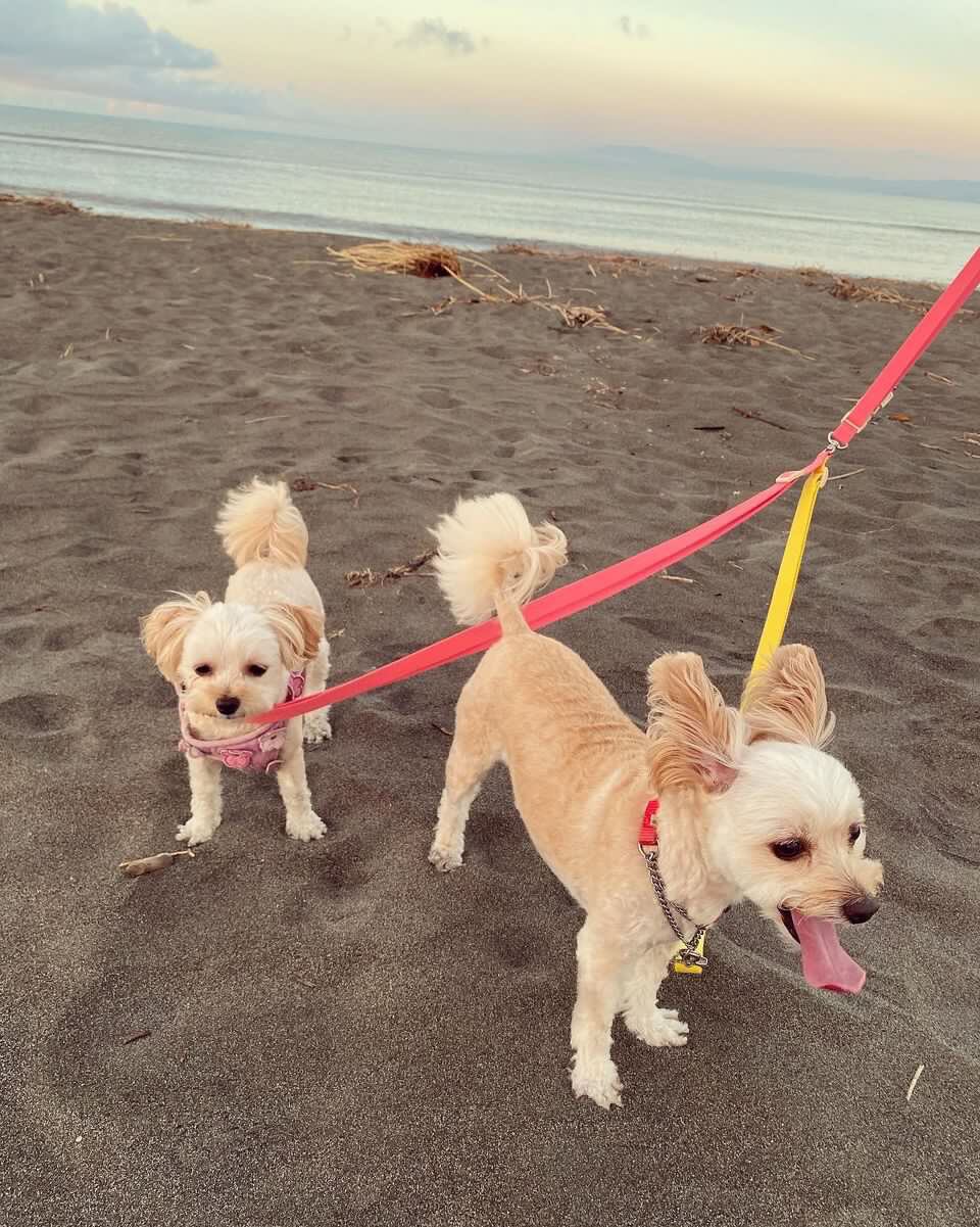 ✨サラくん、ココちゃん・３M(ショルダハンズフリー）