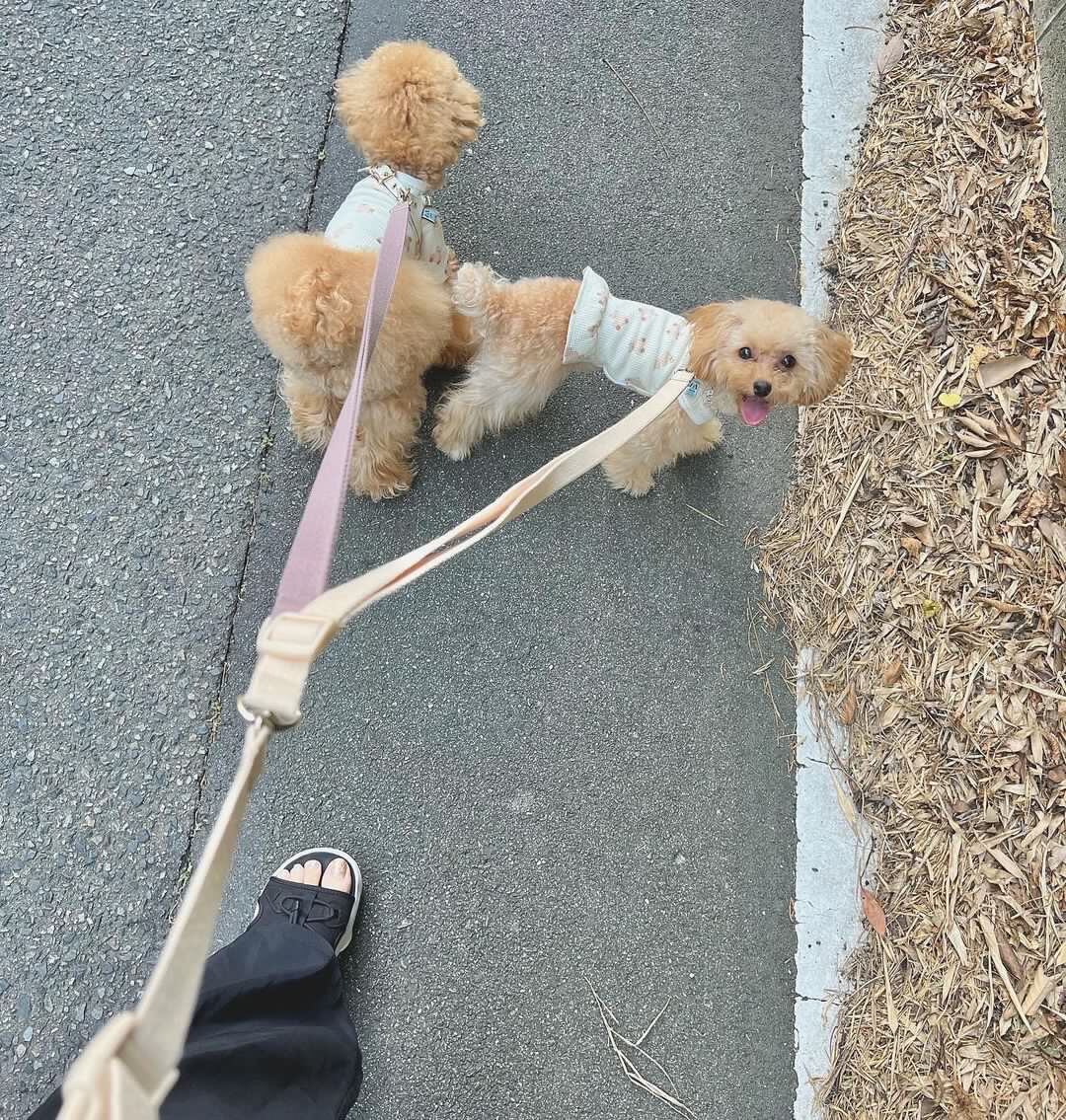 ✨ぷうくん、ぽぽちゃん・1.8M