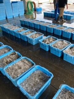 たくさんのシラス。競り前の風景です