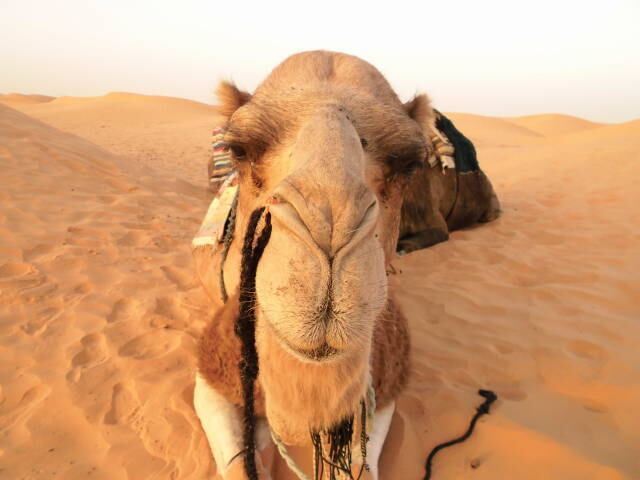 サハラのツアーガイドはラクダたち