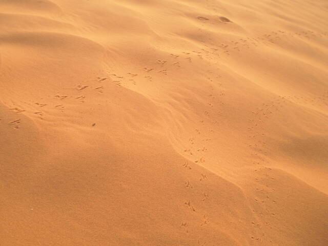 砂の上に生き物たちの証