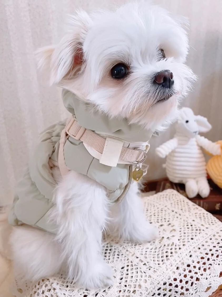 ✨メグちゃん・S(ショット)