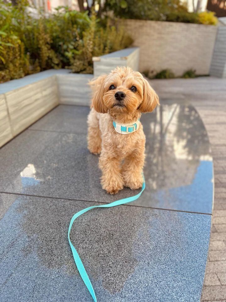 ✨ココくん・S(ショット)