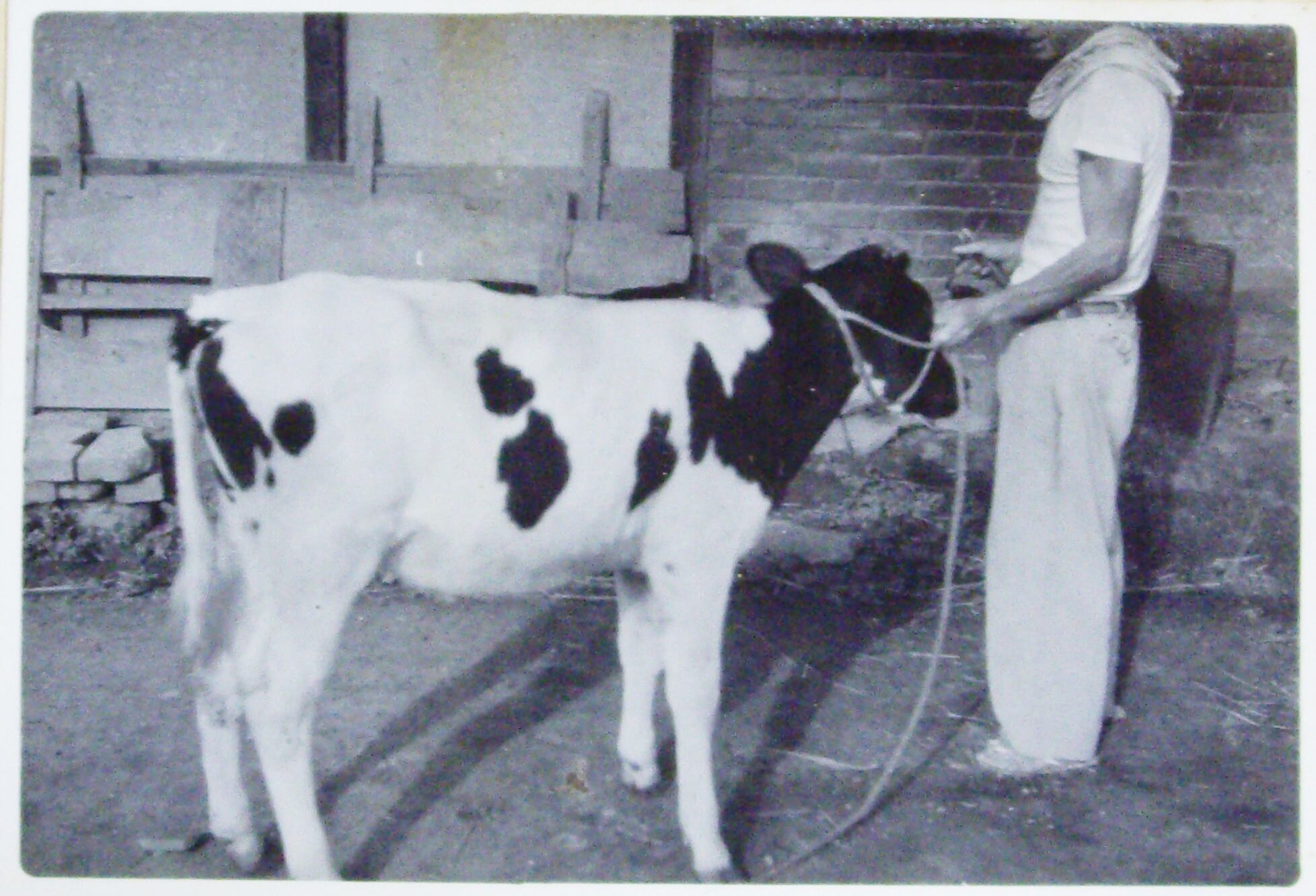 1958年 1頭の子牛から狩野牧場はスタートしました