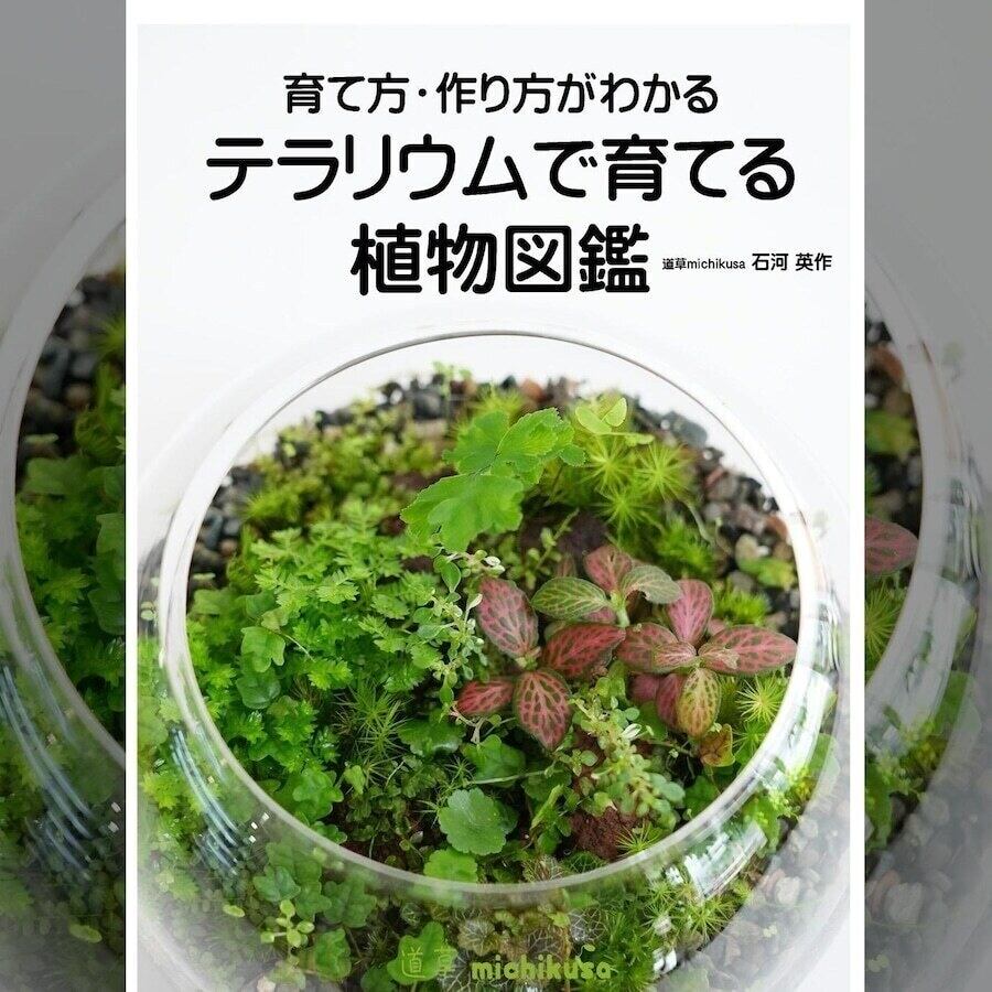 屋久島産ヒメイタビ Ficus thunbergii ｜苔テラリウム作製用素材◇壁面