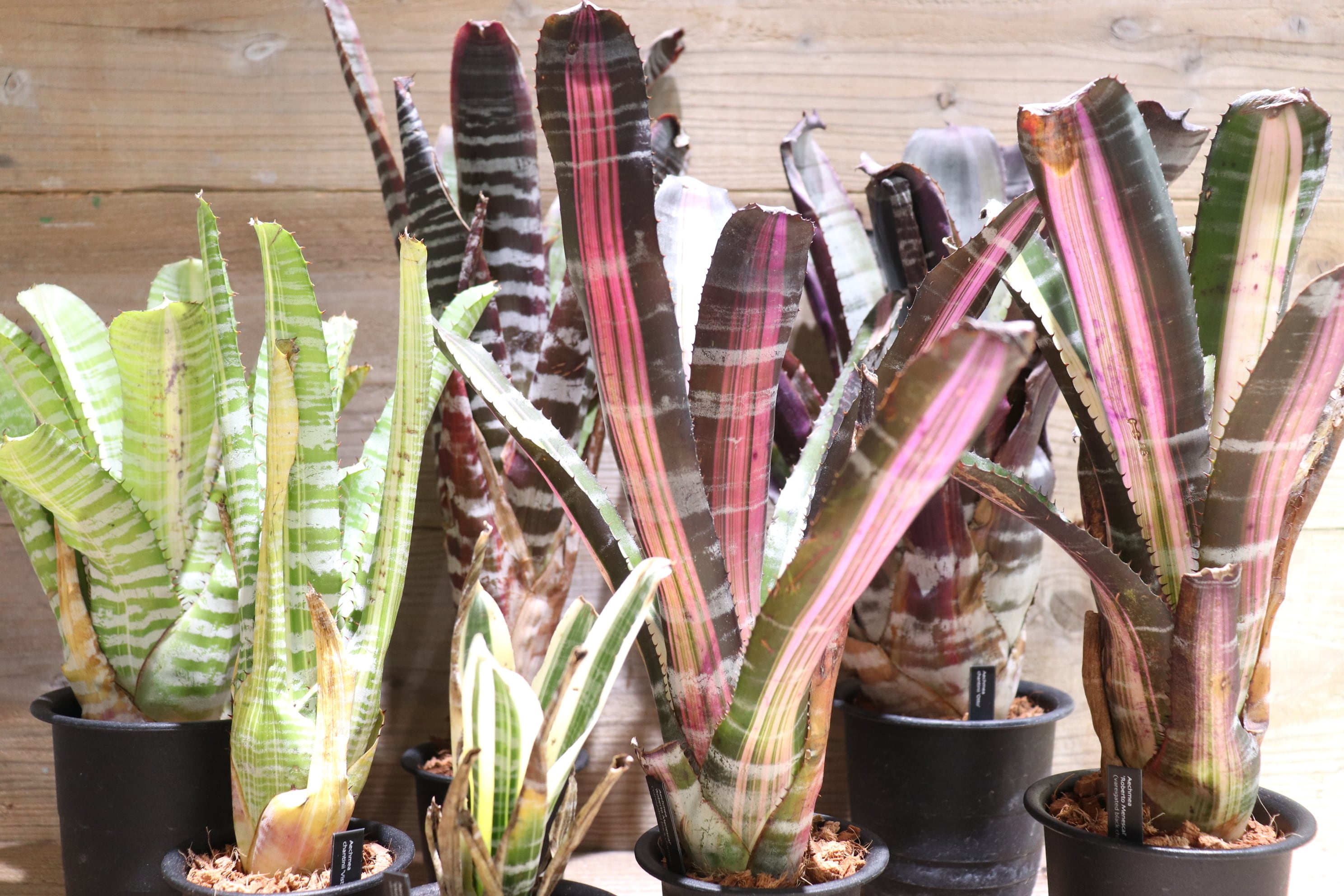 送料無料】Aechmea 'Vista'〔エクメア〕現品発送A186 送料無料