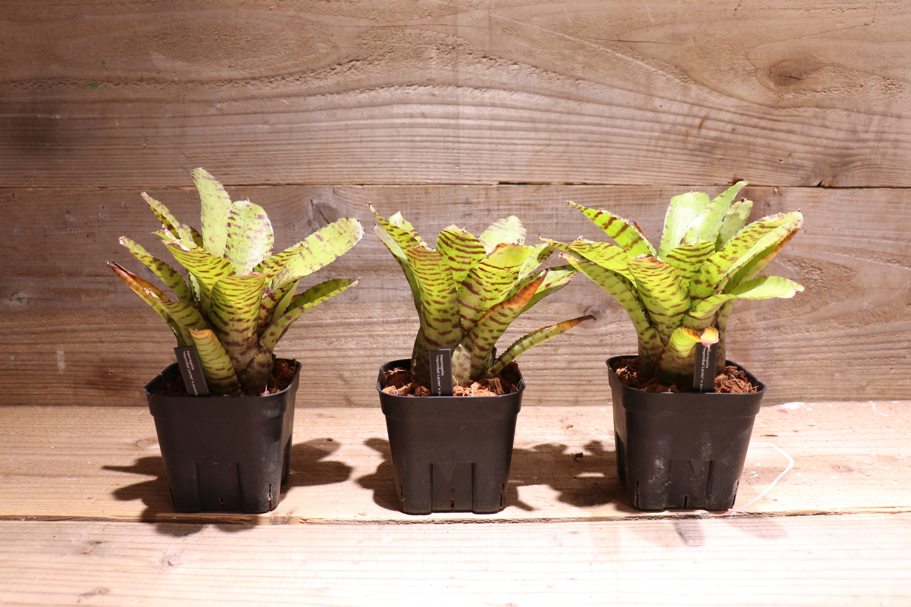 送料無料】Neoregelia 'Hannibal Lecter' x punctatissima