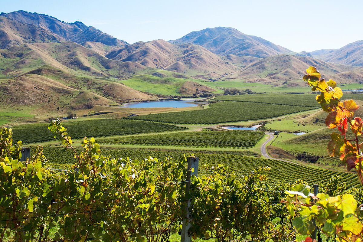 INVIVO Central Otago Pinot Noir | Southern Cross Wine Club（サザン