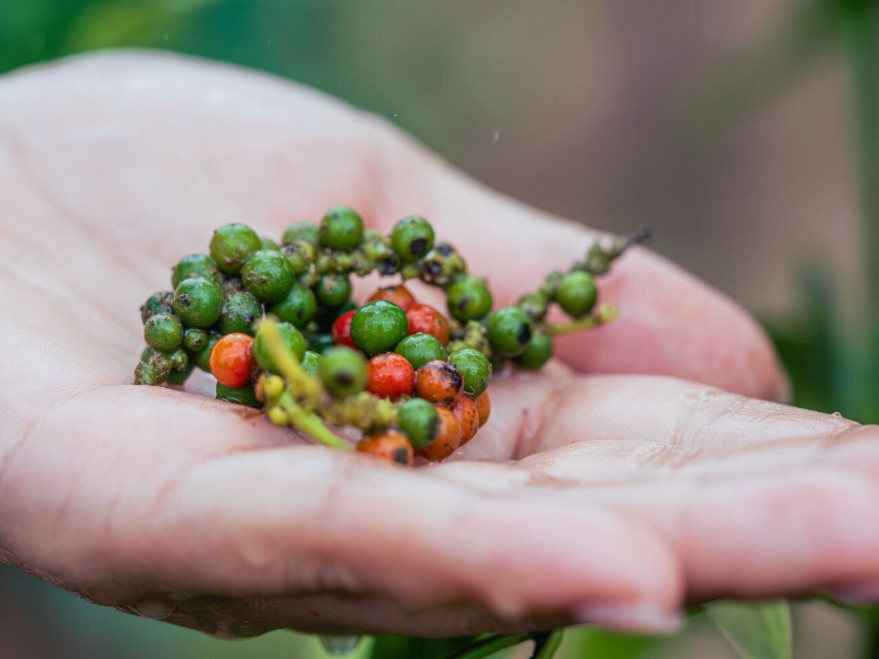手摘み胡椒を丁寧にドライ
