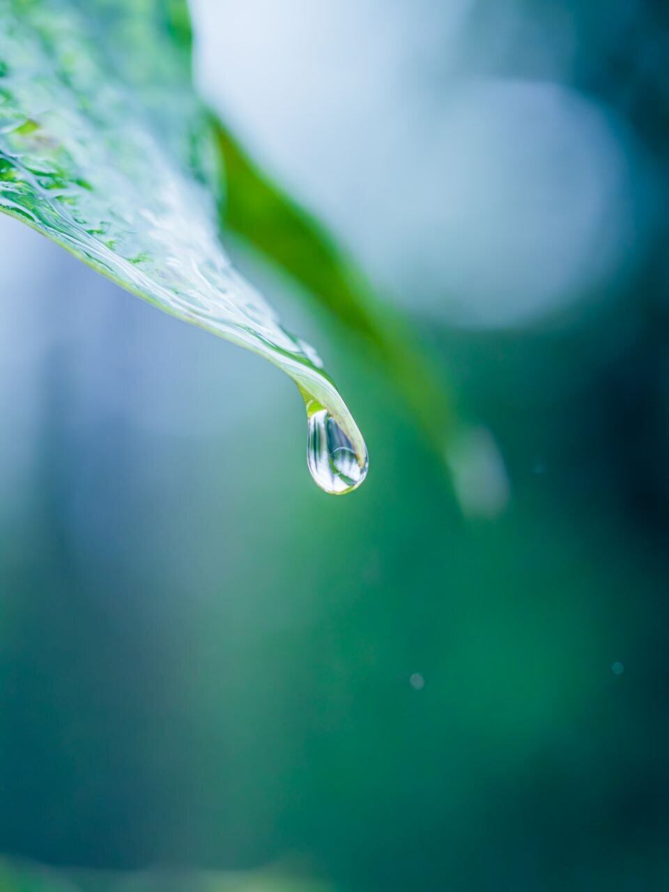 完全無農薬栽培JAS認証取得