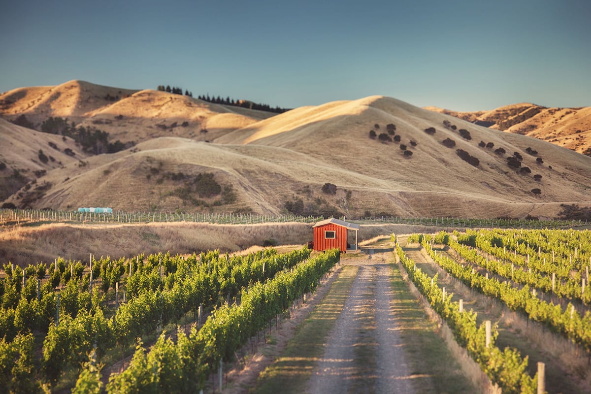 LOVEBLOCK Marlborough Dry Riesling | Southern Cross Wine Club