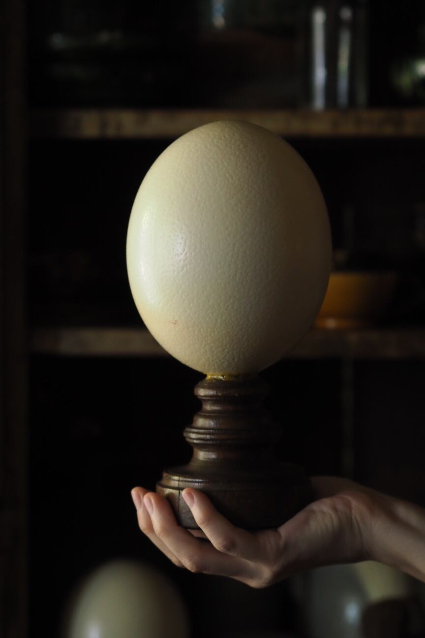 ダチョウの卵オブジェ-vintage ostrich egg | アンティーク