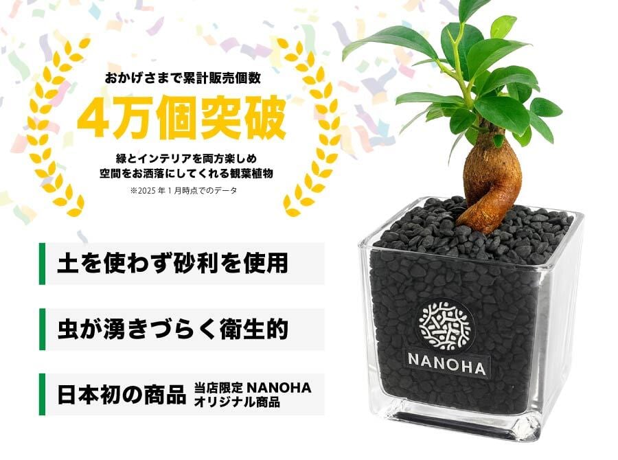 お得な3点セット】 ガジュマル パキラ サンスベリア 黒砂利（四角容器