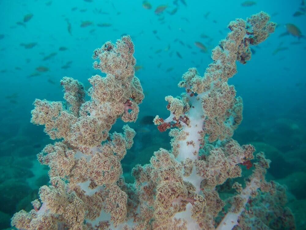 コンバージョンレンズなし