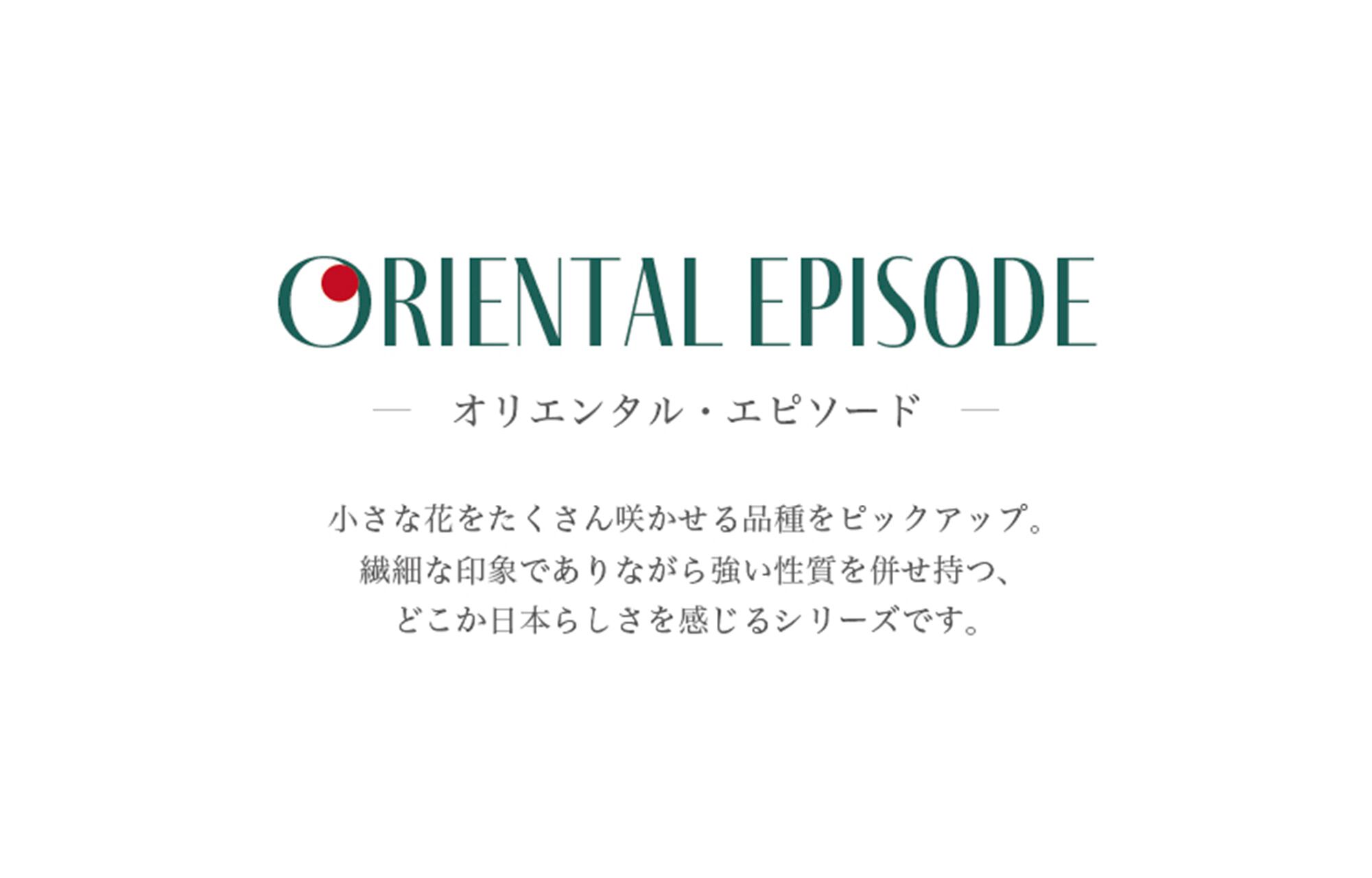 ☆人気品種☆ バラ大苗 桃心（モコ）【オリエンタル・エピソード