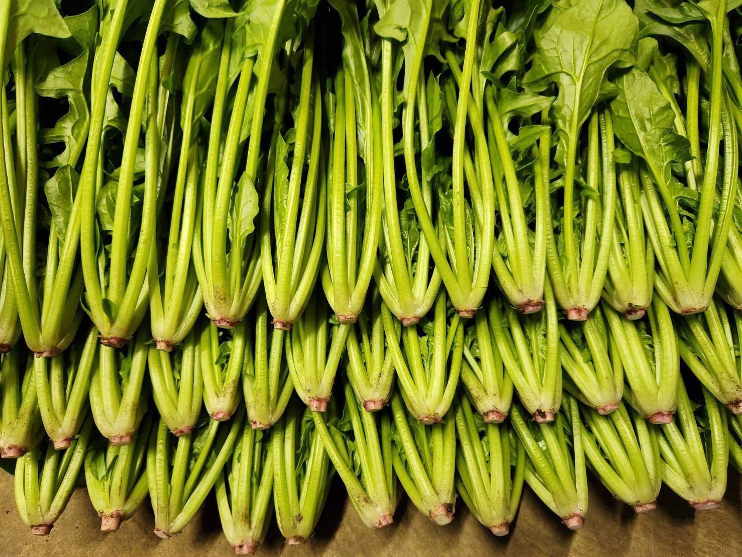 甘劇ほうれん草