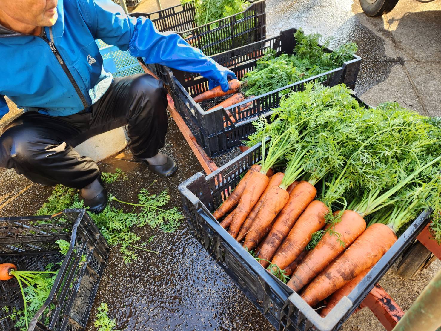 甘劇人参（赤）