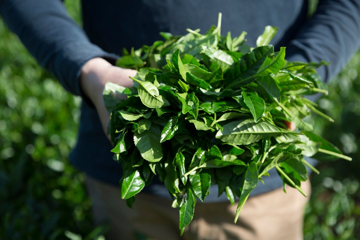 有機栽培の緑茶の葉