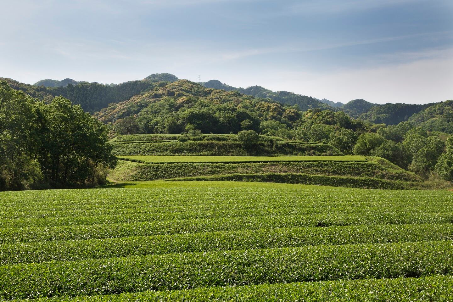 茶畑の様子