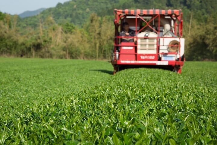 茶摘みの様子