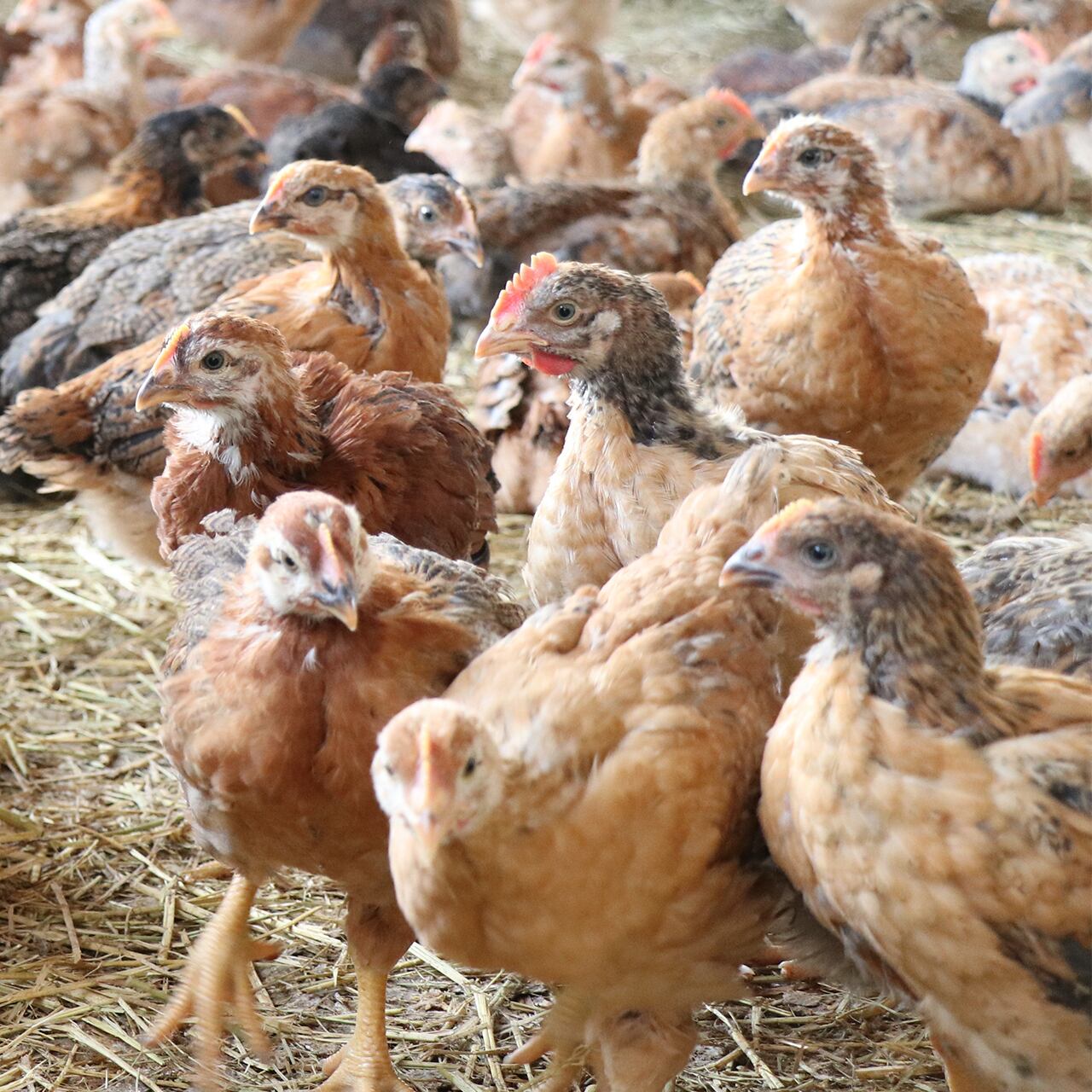 平飼い飼育の様子。写真は生後30日くらいの奥美濃古地鶏