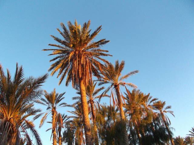 朝日に染まる早朝のオアシス