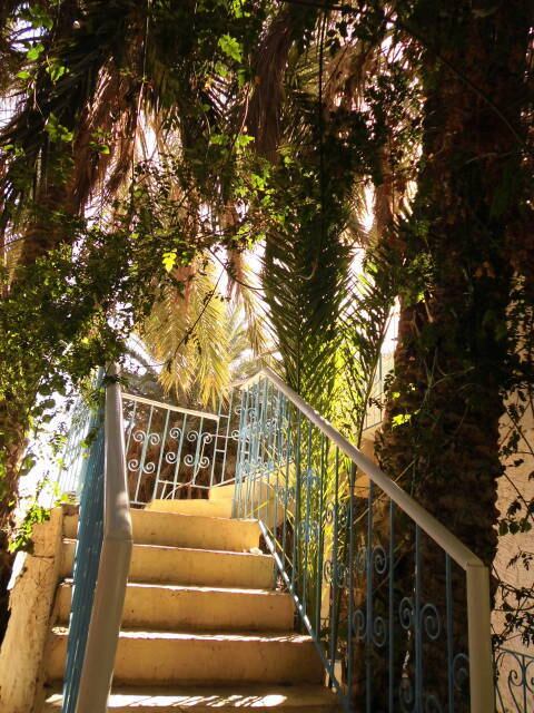 木漏れ日が優しいオアシスのカフェの一コマ