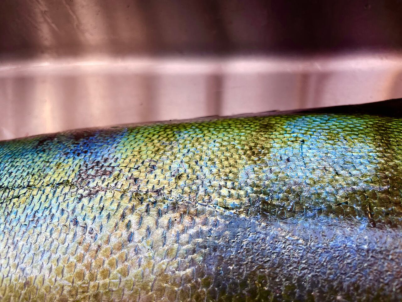 この輝きに多くの人間か魅せられている。