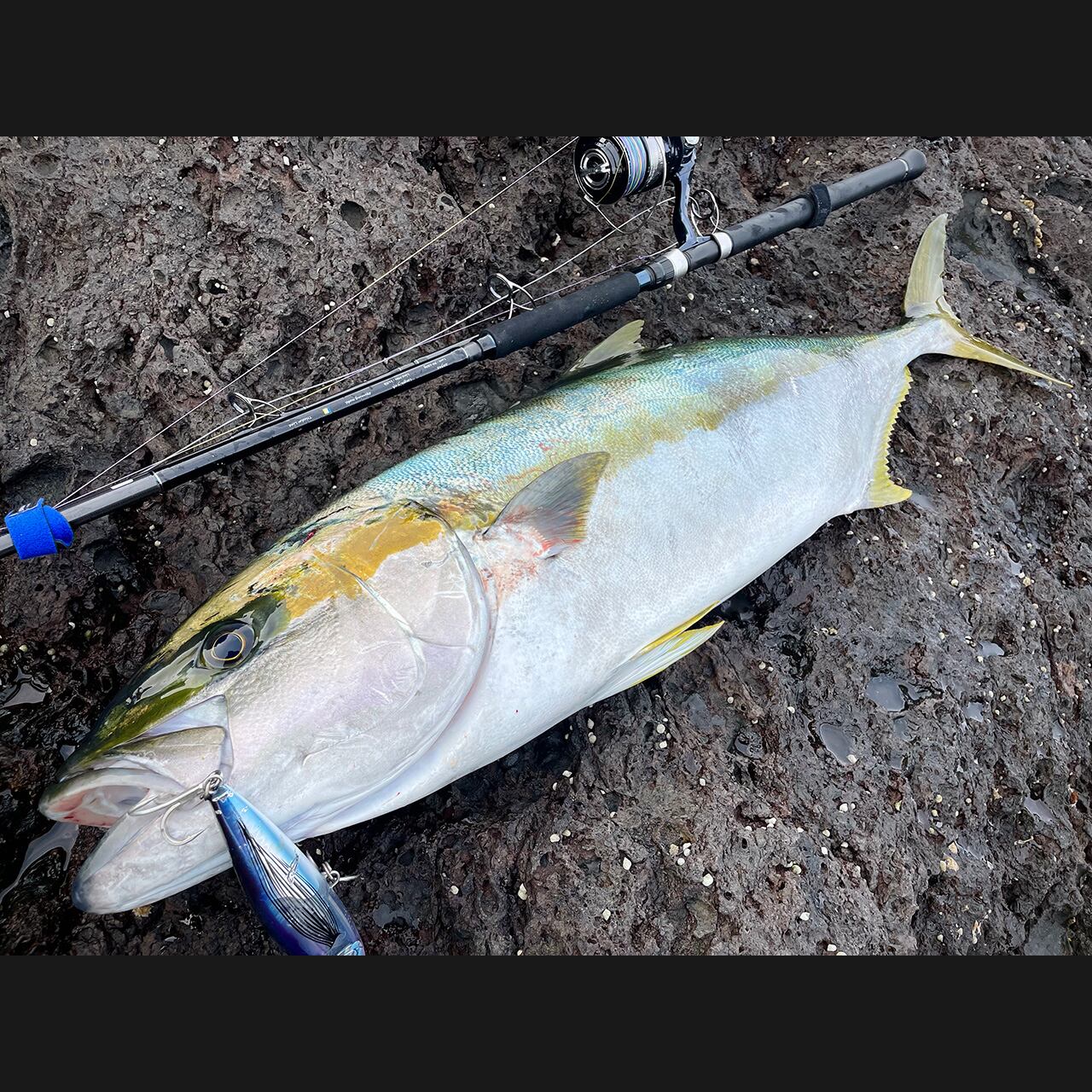 大型の個体は１mを軽く超え、体重は最大で50kg超にもなる。