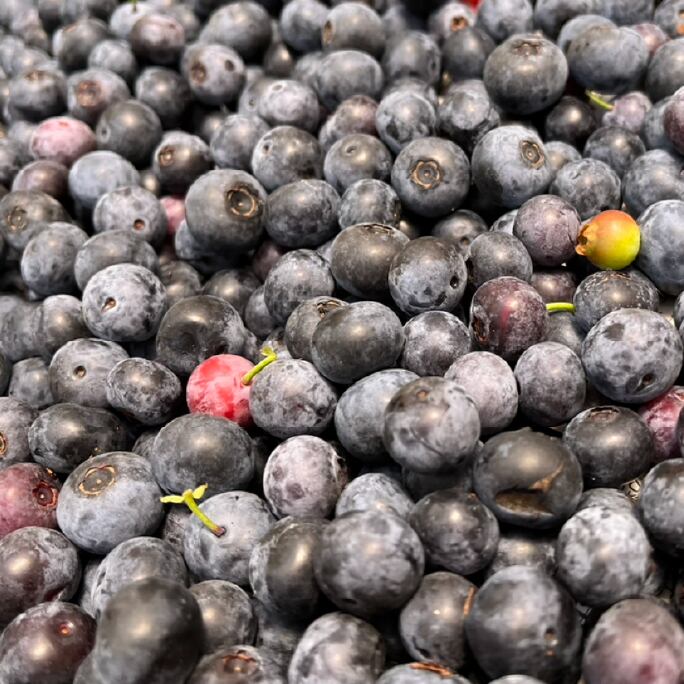 収穫したブルーベリー