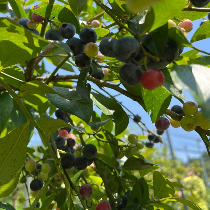 太陽の恵みをいっぱい浴びます