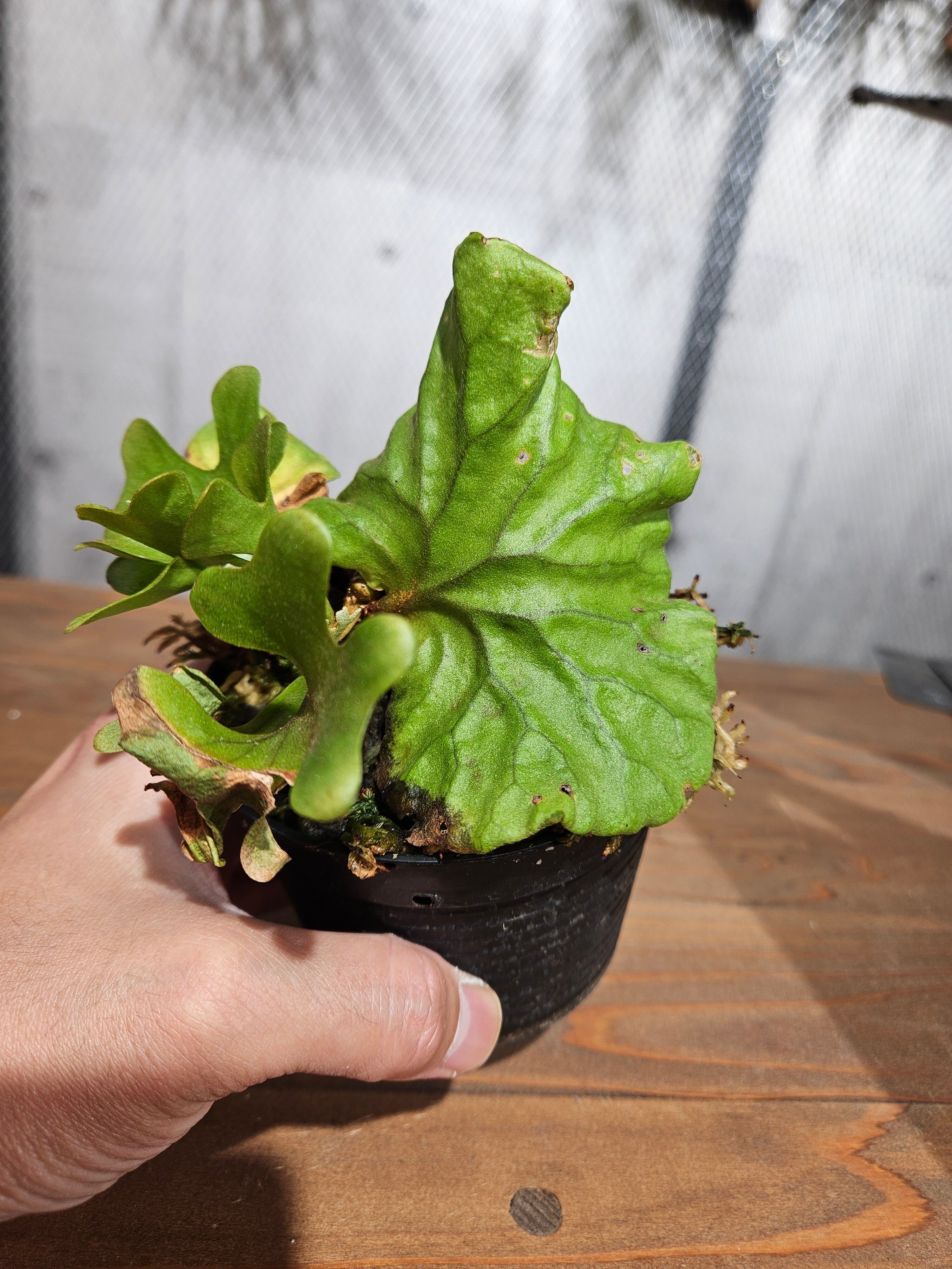 ビカクシダ P.ridleyi dwarf silver P. ridleyi dwarf 'Silver' 分岐多くなってきました こちらの株