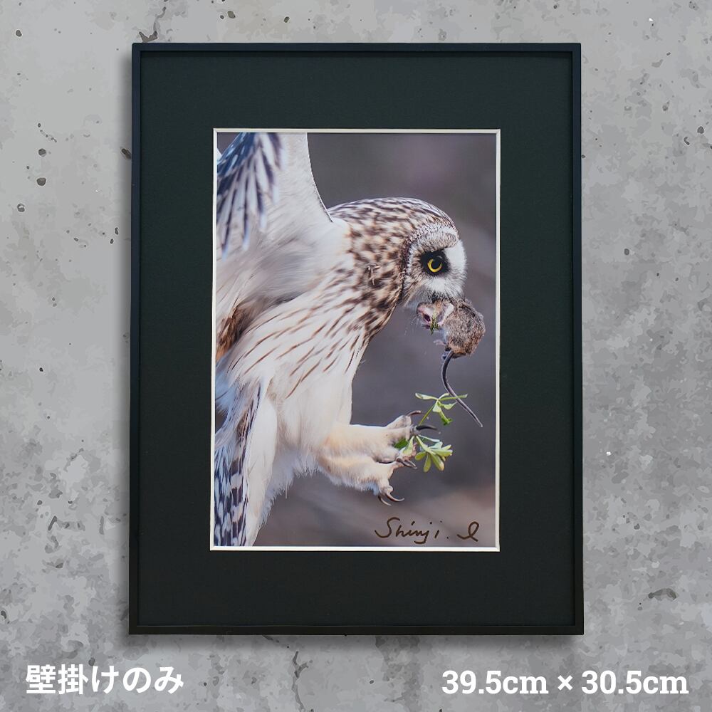 野鳥フォトグラファー Shinji Ishida コミミズク | SONIDORI｜ソニドリ