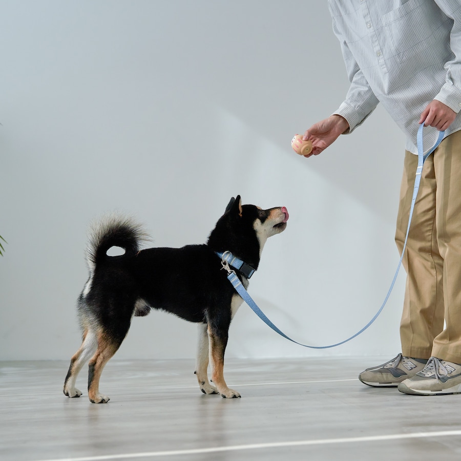 柴犬専用のリードができました！