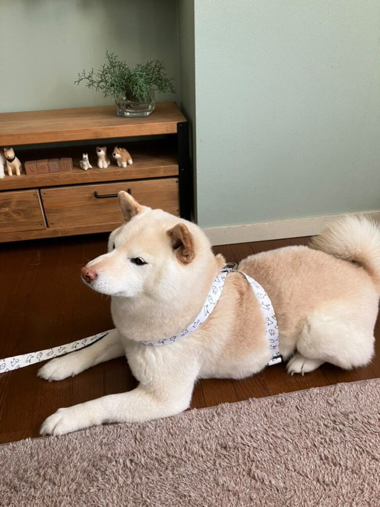 フォロワーさんの白柴ちゃん。Mサイズ着用（体重：10.7kg）