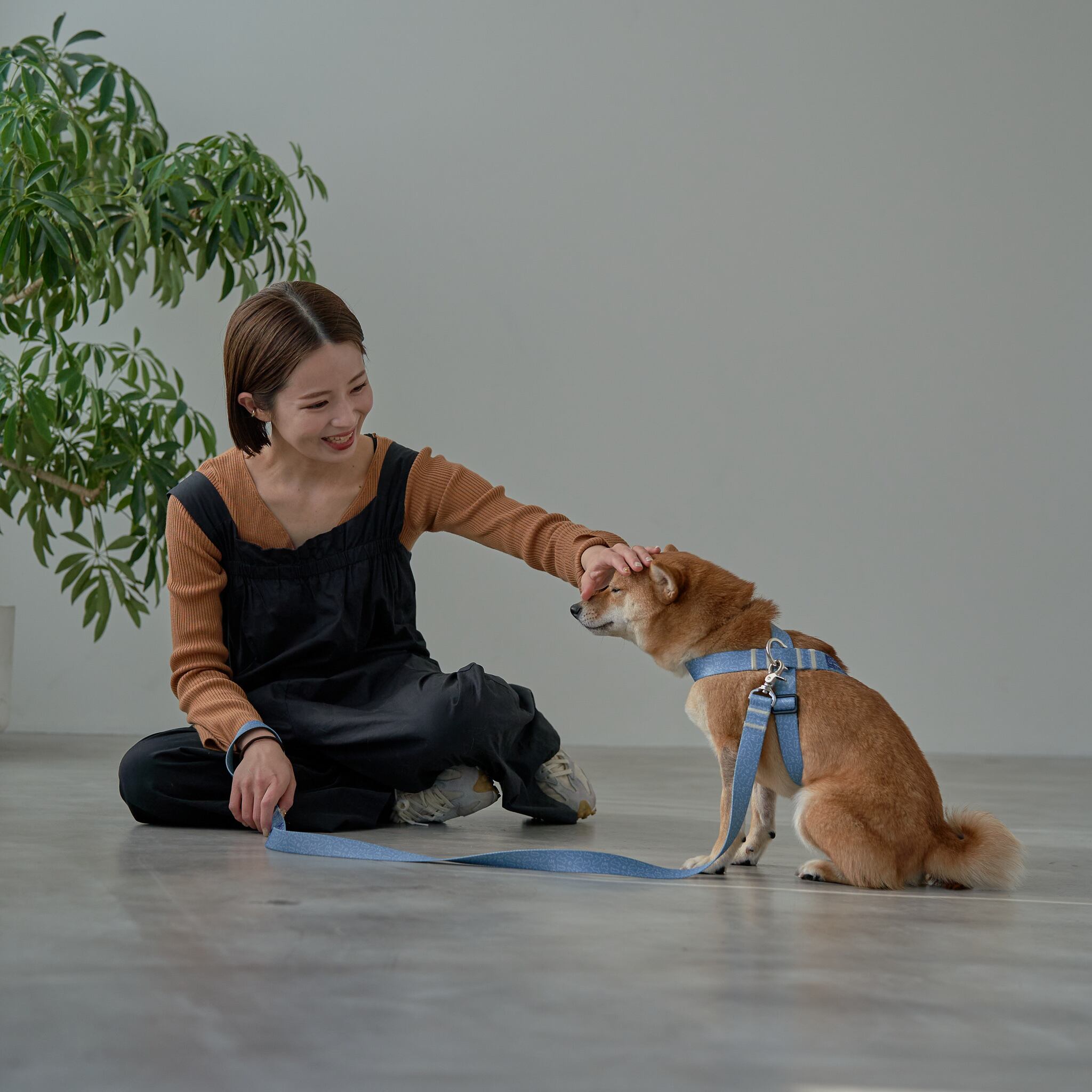 柴犬専用のハーネスができました！