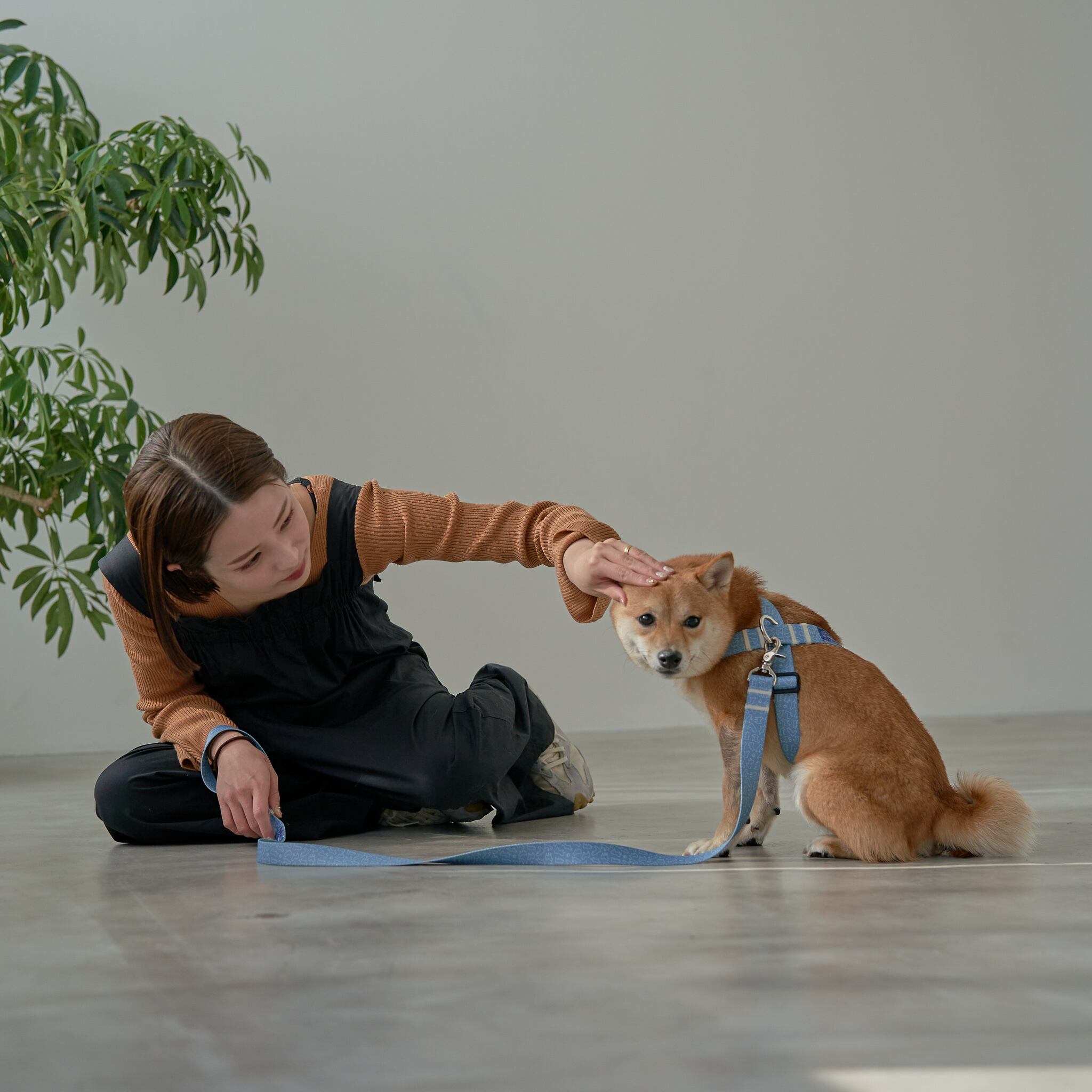 柴犬専用のハーネスができました！