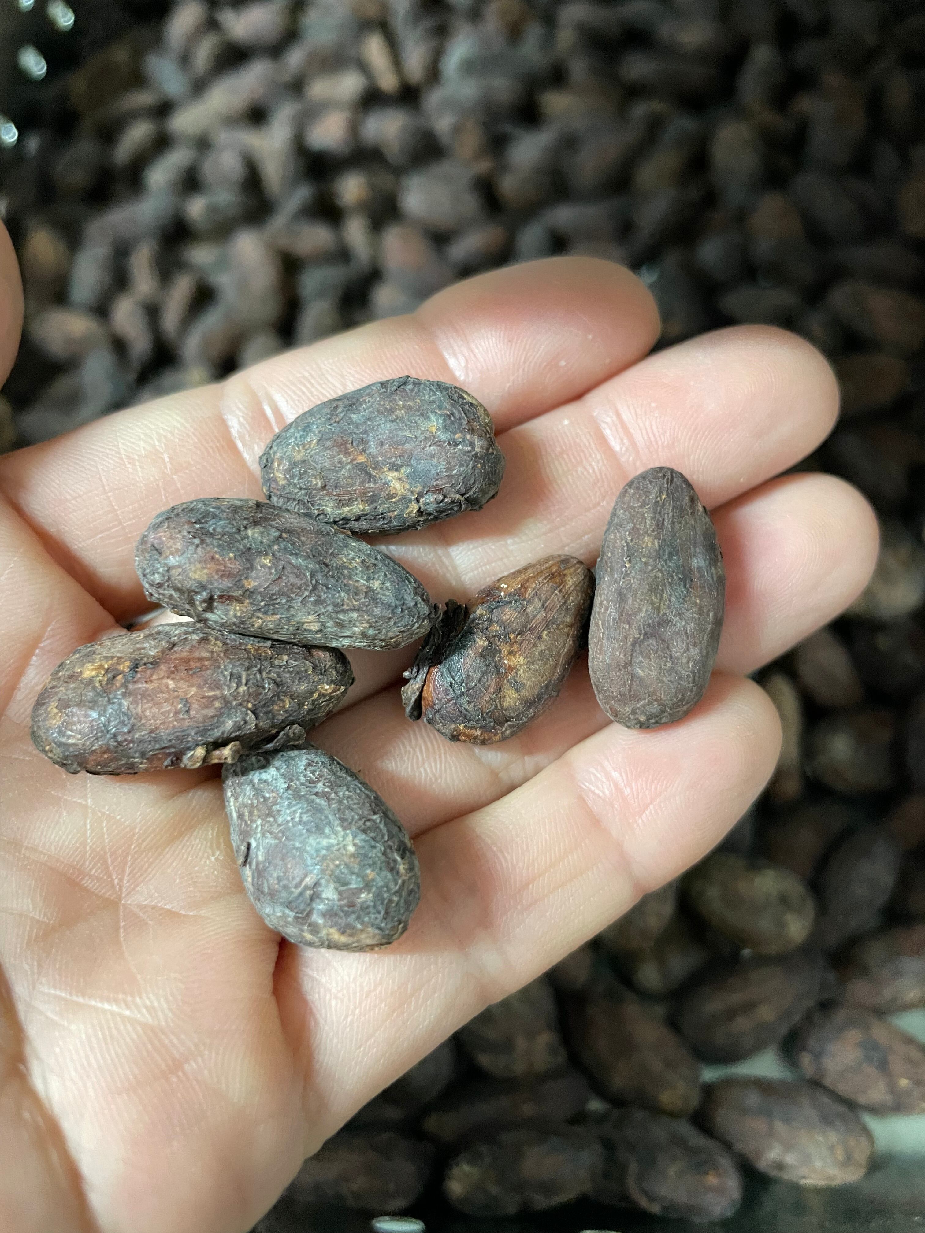 カカオの種を包んでいる、まわりの薄皮がハスクです。